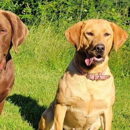 Labrador Retrievers from Skagit Labradors