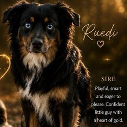 Ruedi - Toy Australian Shepherd