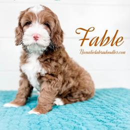Fable - Chocolate female Australian Labradoodle puppy in Rising Fawn, Georgia from Novalie Australian Labradoodles