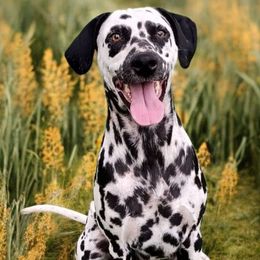 Raven - Dalmatian