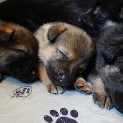 German Shepherd Puppies from Von der Henne K9