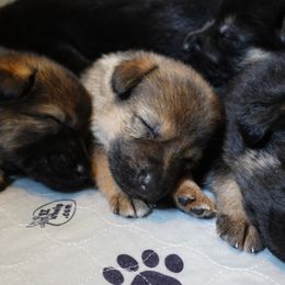 German Shepherd Puppies from Von der Henne K9