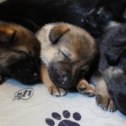 German Shepherd Puppies from Von der Henne K9