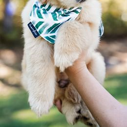 Cleo - Golden male Golden Retriever puppy in Millry, Alabama from Buck Hill Goldens
