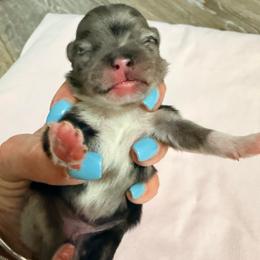 Faith - Blue merle female Pomeranian puppy in Clarksville, Tennessee from Bee Mine Maltipoos and Pomeranians
