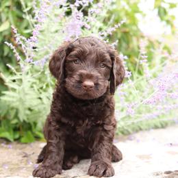 Blue - Chocolate male Australian Labradoodle puppy in Williamstown, New York from Lewis Manor Labradoodles