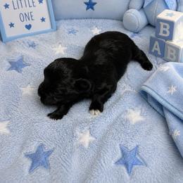 CP1 - Black male Miniature Schnauzer puppy in Benson, North Carolina from A Bundle of Love
