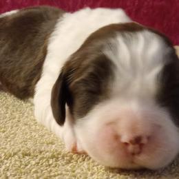 Gloria - Liver and white female English Springer Spaniel puppy in North Carolina from Ebenezer Valley ESS