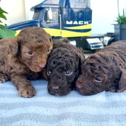 Poodle Puppies from 'Capon Cuties
