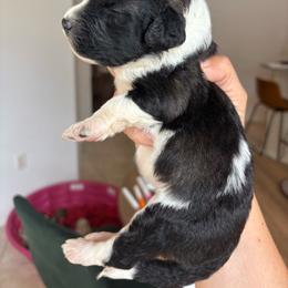 Sable Female - Sable female Aussiedoodle puppy in Spring Hill, Florida from Pawprint Dreams Boarding and Kennel