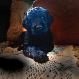 Maui - Black phantom male Aussiedoodle puppy in Riverside, California from Just Loving Doodles