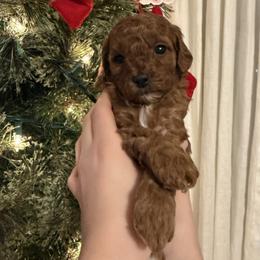 Aurora - Red  female Goldendoodle puppy in Ashland, Kentucky from Still Waters Farm