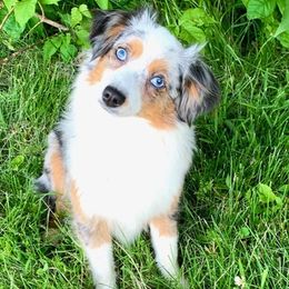 Toy Australian Shepherds from Truemper's Toy Aussies