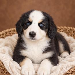Asher- Has Tail and Videos - Black & white male Australian Shepherd puppy in Troy, South Carolina from Lana Corley- Australian Shepherds of 3/W Farms