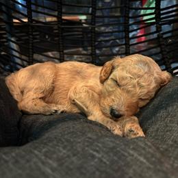 Turbo - Apricot male Poodle puppy in Elkin, North Carolina from Poodle and Doodle Haven