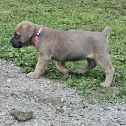 Denim - Gray and fawn female Cane Corso puppy in Roachdale, Indiana from Cast Iron Kennels