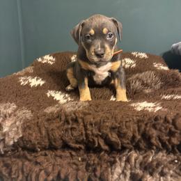 Aegon - Blue tri-color male American Bully puppy in Henderson, Kentucky from Medusa’s Bullies