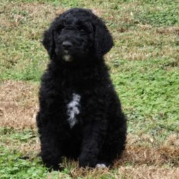 Drak - Black male Poodle puppy in Calvert City, Kentucky from Pawpaws Doodles