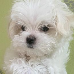 Maltese from Alina's Maltese