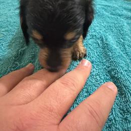 Girl 1 - Black and tan female Dachshund puppy in Mount Pleasant, Texas from Swaffords Dachshund Kingdom