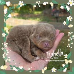 Isabella - Chocolate and tan female Pomeranian puppy in Eatonville, Washington from Foxy Forest Poms