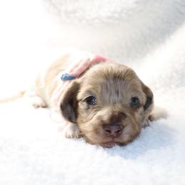 Snoodle - 2850 - Dapple female Dachshund puppy in Sonora, Kentucky from Maple Hill Miniature Dachshunds