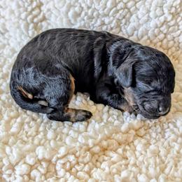 Touchdown - Black and tan male Cockapoo puppy in Sparta, Missouri from Sis' Doodles & Poodles