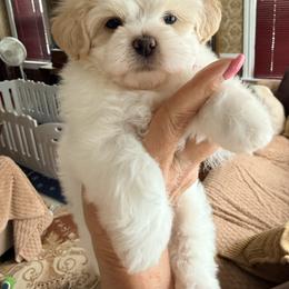 Stella - Gold and white female Shihpoo puppy in Whitehall 18052, Pennsylvania from Lilli’s Shih tzus and Shih poos
