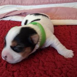 Prime - Parti male Yorkshire Terrier puppy in Los Angeles, California from 818 Yorkies