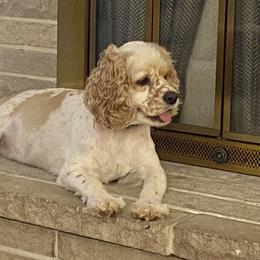 Cocker Spaniel All Grown Up from Sweet Peach Cocker Spaniels