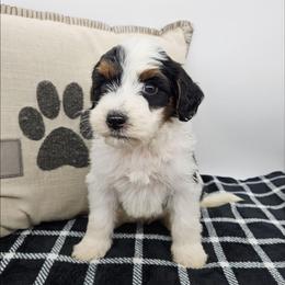 Rose - Black and white female Bernedoodle puppy in Granton, Wisconsin from Rose River Farms