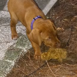 Vizsla Puppies from Char's Vizslas