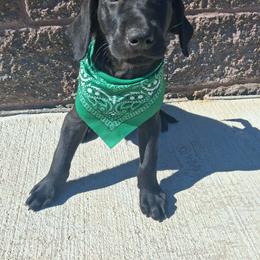 Green Boy - Black male Labrador Retriever puppy in Potosi, Wisconsin from Point and Flush Gun Dogs