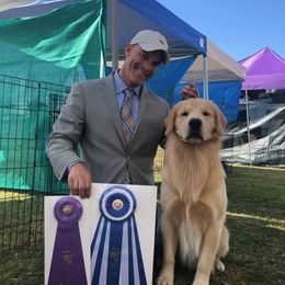 Gaston - Golden Retriever