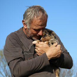 Australian Shepherds, Miniature Australian Shepherds, and Toy Australian Shepherds from Elmo’s Toy and Miniature Australian Shepherds