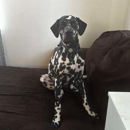 Dalmatian All Grown Up from Mainstreet Dalmation