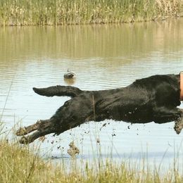 Labrador Retrievers from 4K Labradors