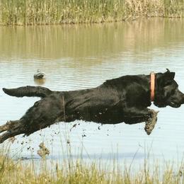 Labrador Retrievers from 4K Labradors