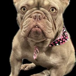 Eve - French Bulldog