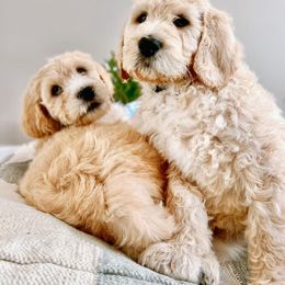 Assorted Doodle Crosses and Goldendoodle Puppies from Wake Forest Darling Doodles