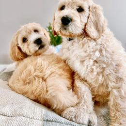 Assorted Doodle Crosses and Goldendoodle Puppies from Wake Forest Darling Doodles
