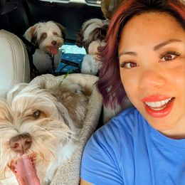 Havanese Puppies from Havanese Puppies of Austin Texas