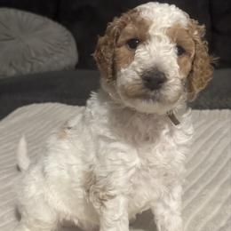 Mr. Omar (gray) - male Goldendoodle puppy in Fayettville Ar, Arkansas from Ozark Bulldogs and doodles
