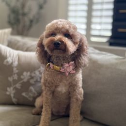 Rue - Goldendoodle