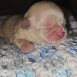Gemma - Cream and white female Shih Tzu puppy in Los Banos And Bay Area, California from Shantii's Shih Tzu's