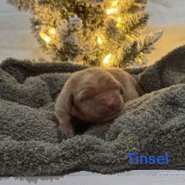 Tinsel - Yellow male Labrador Retriever puppy in Tigard, Oregon from Morrison Labrador Retreivers