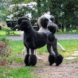 Porsche - Poodle