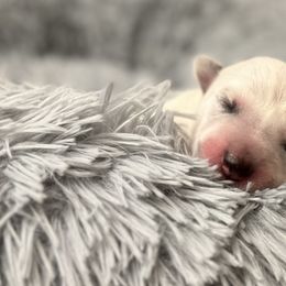 Boy 1 - Australian Cattle Dog puppy from Intermountain Australian Cattle Dogs