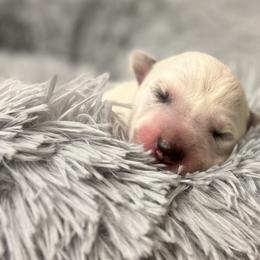Boy 1 - Australian Cattle Dog puppy from Intermountain Australian Cattle Dogs