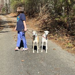 Whippets from Longlesson kennels